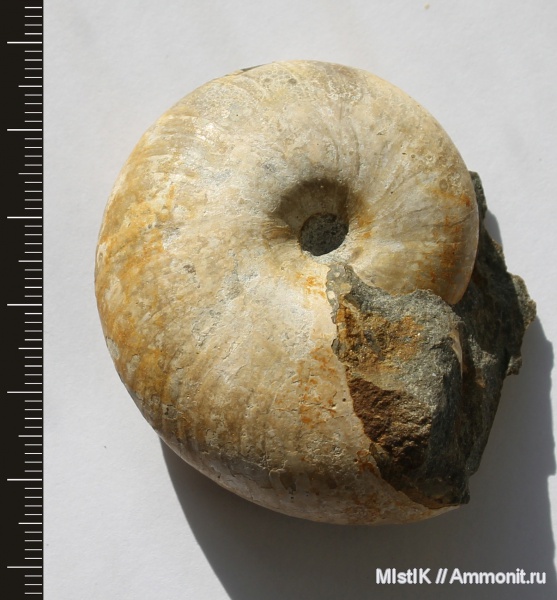 апт, Адыгея, Salfeldiella guettardi, Salfeldiella, Aptian