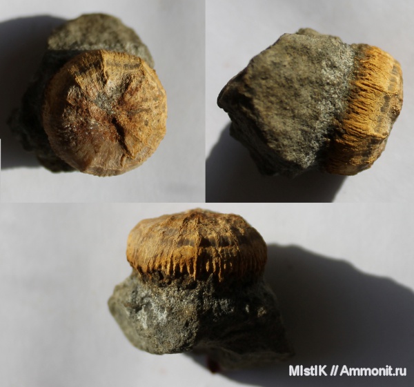 мел, апт, одиночные кораллы, Адыгея, Aptian, Cretaceous