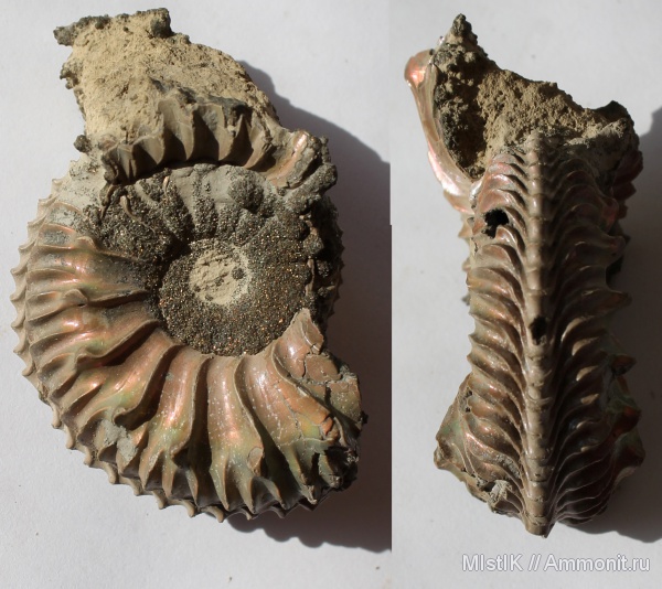 юра, Cardioceras, Jurassic