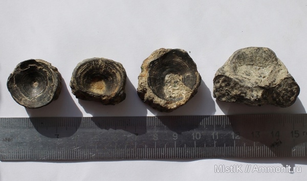 акулы, позвонки, Адыгея, р. Фарс, sharks