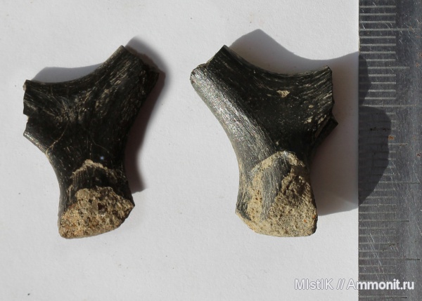 рыбы, Адыгея, р. Фарс, fish