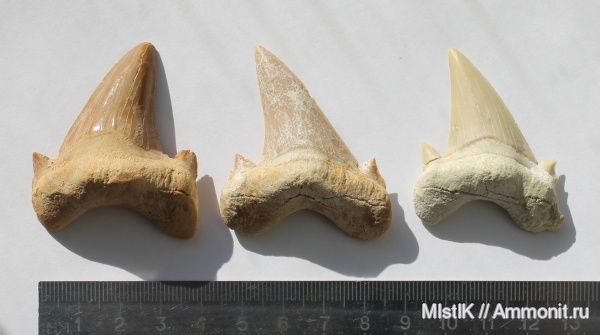 зубы, акулы, Otodus, Otodus obliquus, teeth, sharks
