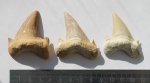 Зубы Otodus obliquus