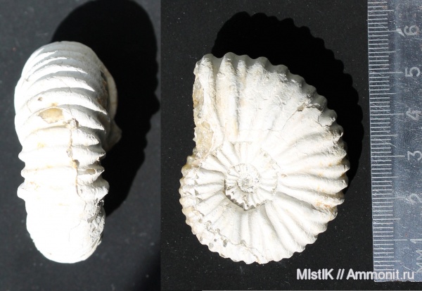 апт, Адыгея, Acanthohoplites, Aptian