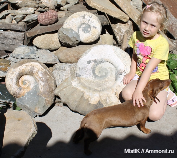 мел, Ammonitoceras, апт, Адыгея, Lytoceras, Epicheloniceras waageni, Aptian, Cretaceous