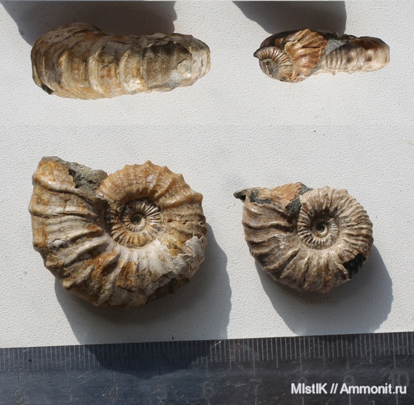 апт, Адыгея, Nodosohoplites, Aptian