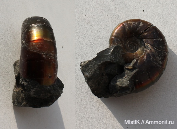 Eogaudryceras, Eogaudryceras duvali