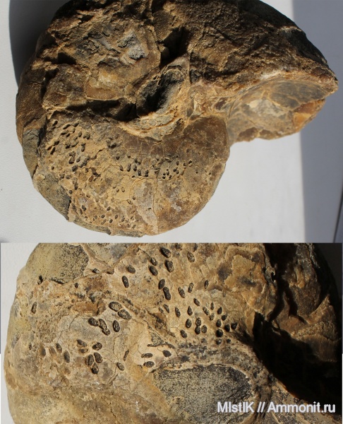 наутилусы, апт, Адыгея, Rogerella, Aptian