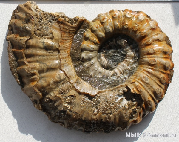 Ammonitoceras, апт, Адыгея, Aptian