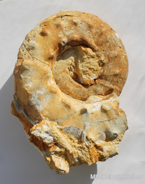 Липицы, Aspidoceras, Aspidoceratidae