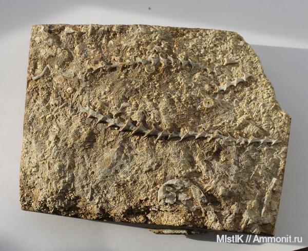 карбон, мшанки, Fenestella, Archimedes