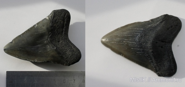 США, мегалодон, Carcharocles