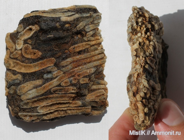 апт, Адыгея, Aptian