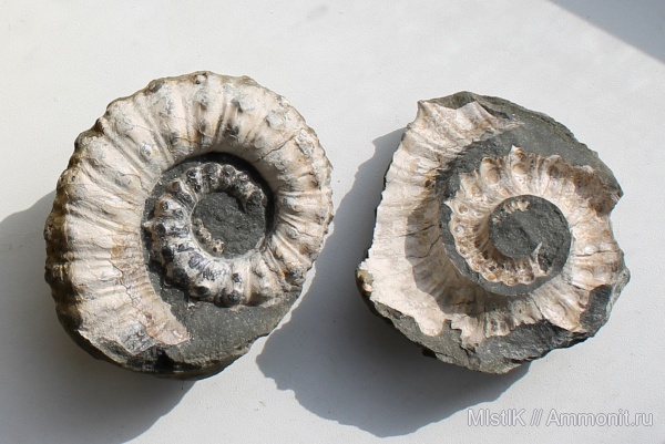 Ammonitoceras, апт, Адыгея, Aptian