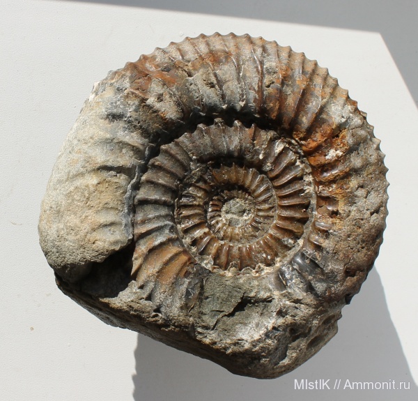 мел, Speetoniceras, Адыгея, р. Фарс, Hauterivian, Cretaceous