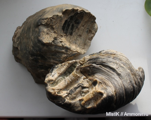 мел, баррем, Amphidonta, Barremian, Cretaceous