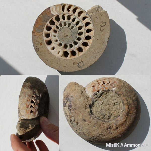 юра, келловей, Paracadoceras elatmae