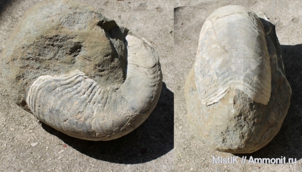 наутилусы, апт, Cymatoceras, устье, Адыгея