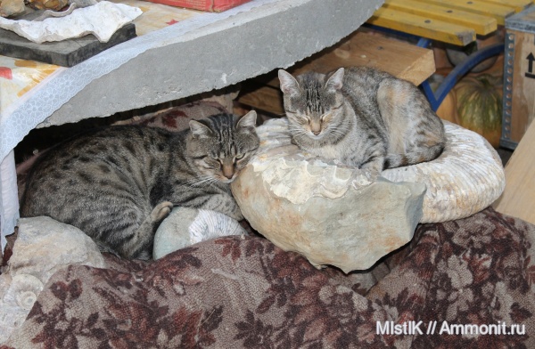 Ammonitoceras, апт, Адыгея