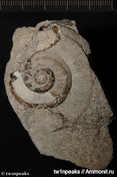 карбон, Донбасс