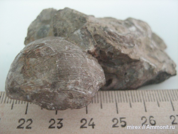 брахиоподы, Туапсе