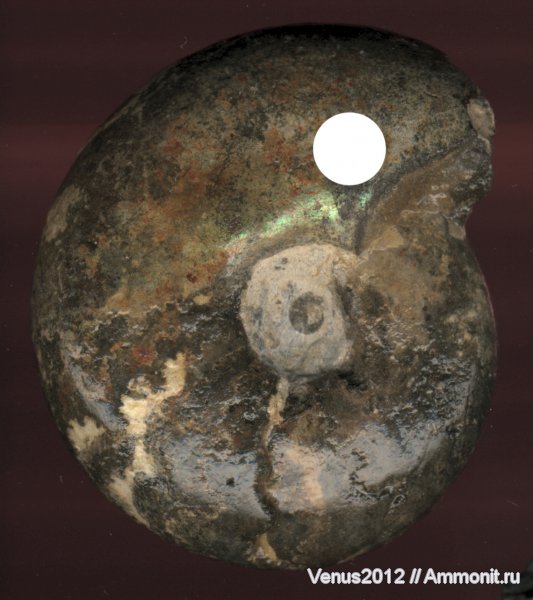 аммониты, юра, волжский ярус, Кашпир, Ammonites, Volgian, Jurassic