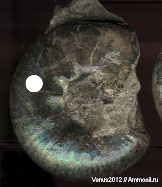 аммониты, юра, волжский ярус, Кашпир, Ammonites, Volgian, Jurassic