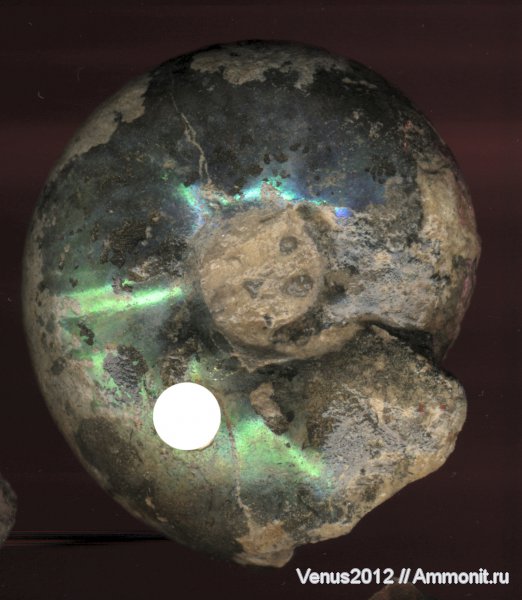 аммониты, юра, волжский ярус, Craspedites, Кашпир, Ammonites, Craspedites milkovensis, Volgian, Jurassic