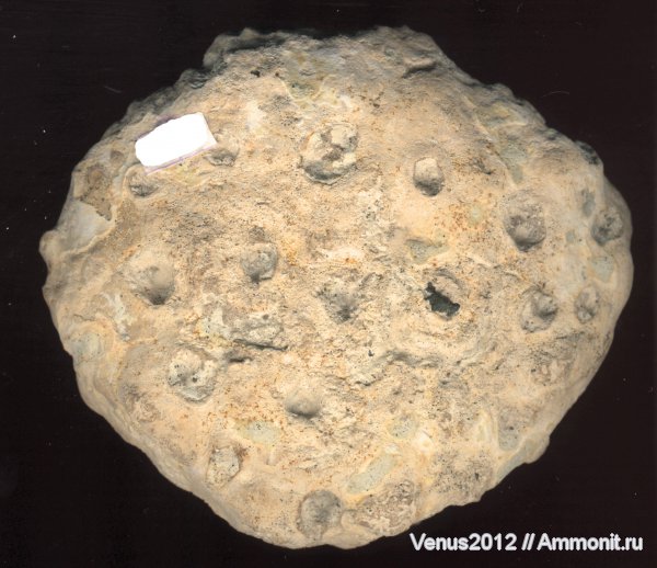 губки, меловые отложения, Пудовкино, с. Пудовкино, нижнесантонский горизонт, сантонский ярус, Tremabolites megastoma, Tremabolites