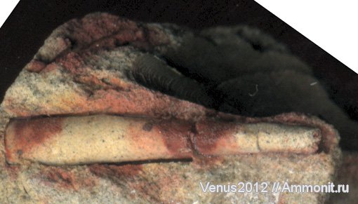 палеоген, лопатоногие моллюски, Саратов, Dentalium