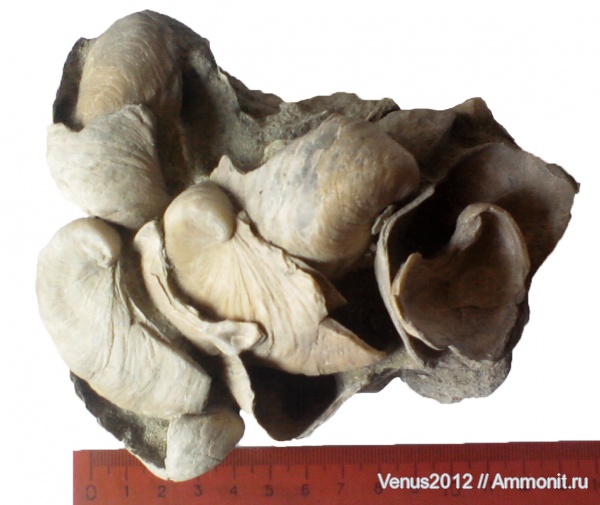 сеноман, Amphidonta, Amphidonta conica, Cenomanian