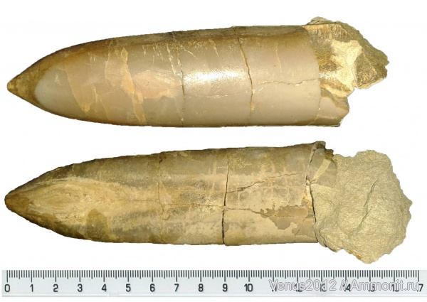 белемниты, юра, волжский ярус, Acroteuthis, Кашпир, Acroteuthis lateralis, Volgian, Jurassic, belemnites