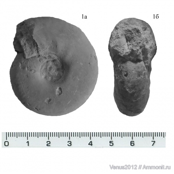 аммониты, юра, Craspedites, Кашпир, Craspedites kaschpuricus