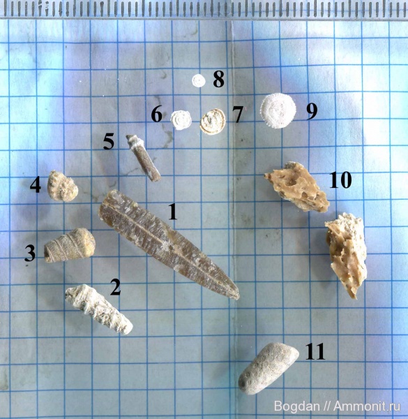 Юрские (?) безпозвоночные из пещерных отложений Чатырдага