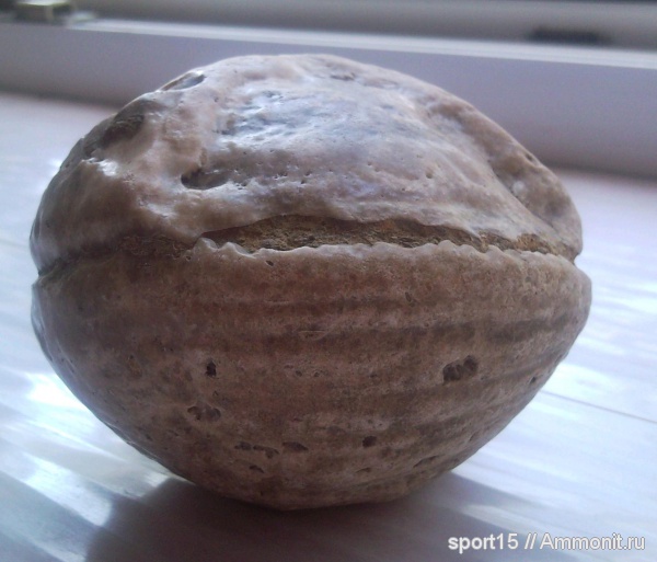 двустворки и ёжики