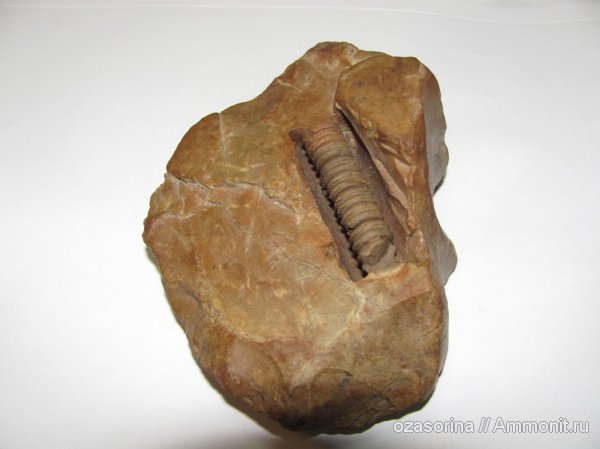 моя палеонтологическая коллекция