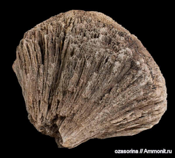 карбон, губки, Chaetetes, беспозвоночные