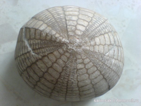 морские ежи