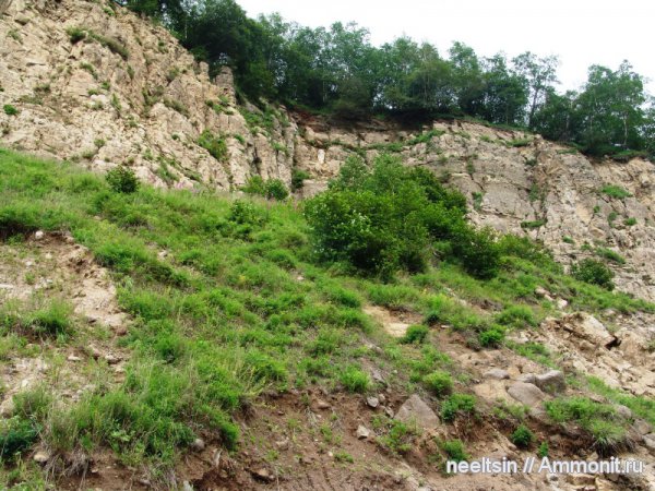 окаменевшее дерево, олигоцен, палеогеновый период, опал, халцедон