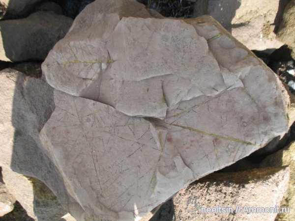 окаменевшее дерево, олигоцен, палеогеновый период, отпечатки, опал, халцедон