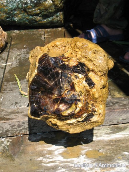 окаменевшее дерево, олигоцен, палеогеновый период, опал, халцедон