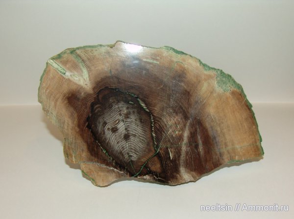 окаменевшее дерево, олигоцен, палеогеновый период, опал, халцедон, Хабаровский край, мыс