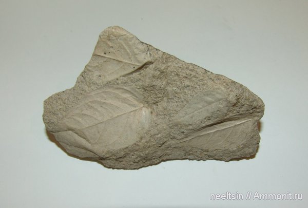 окаменевшее дерево, олигоцен, палеогеновый период, отпечатки, опал, халцедон