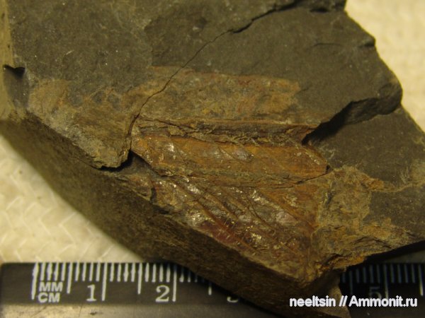 песчаник, триасовая система, Еврейская автономная область