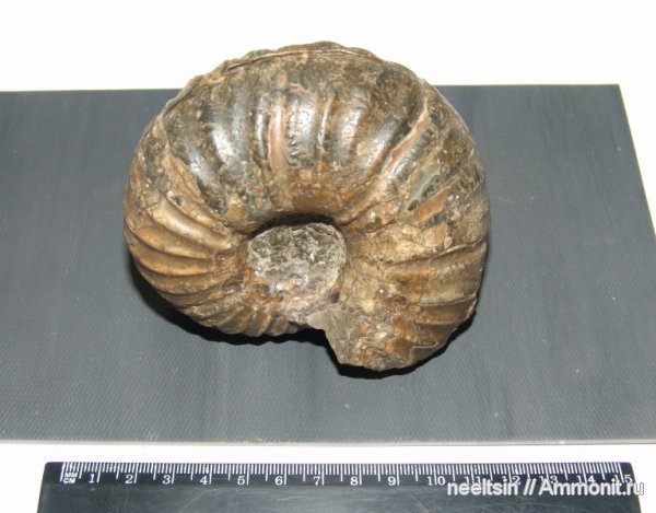 окаменелости, мел, острова, Fossils, Cretaceous
