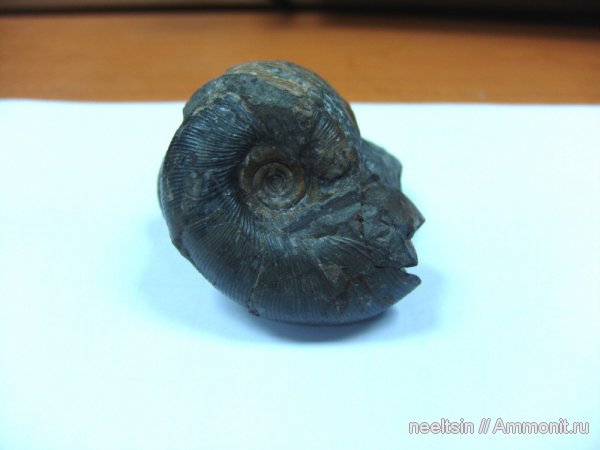 окаменелости, мел, острова, Fossils, Cretaceous