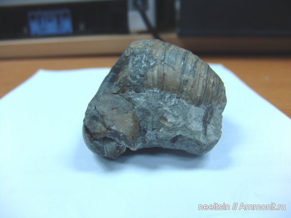 окаменелости, мел, острова, Fossils, Cretaceous