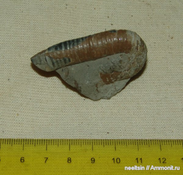 окаменелости, мел, гетероморфные аммониты, острова, Fossils, Cretaceous, heteromorph ammonites