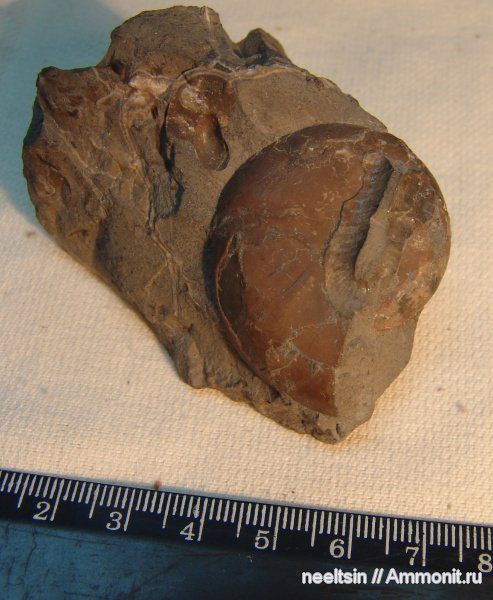 окаменелости, мел, острова, Fossils, Cretaceous