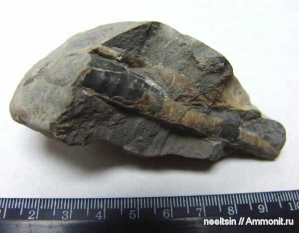 окаменелости, мел, гетероморфные аммониты, острова, Fossils, Cretaceous, heteromorph ammonites